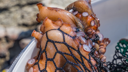 octopus close up inside the nets © kostas