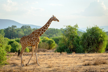 Giraffe from kenya/africa