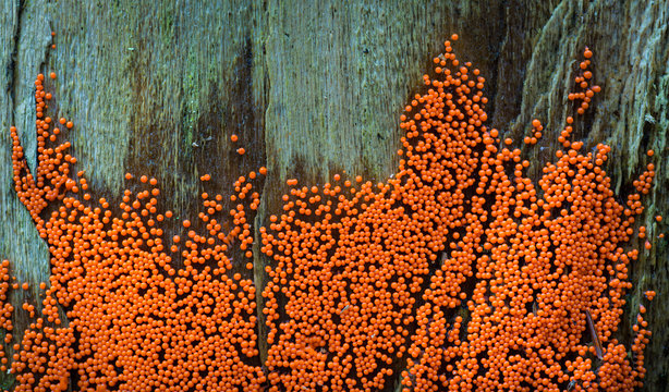 Young fruiting bodies of a slime mold (Hemitrichia sp.) on a rotting log in a forest in Cathedral State Park in West Virginia