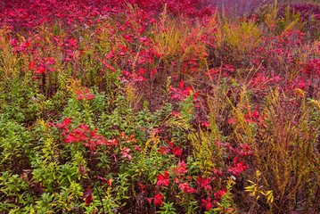 Obraz na płótnie Canvas Winged sumac (Rhus copallina), goldenrod, and other plants in meadow in late October in central Virginia.