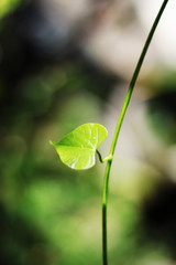 Heart shape leaves with natural sunlight in forest
