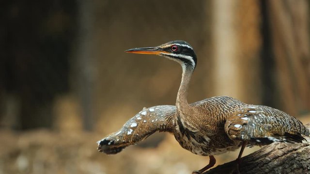 The Sunbittern -graceful bird flaps its wings