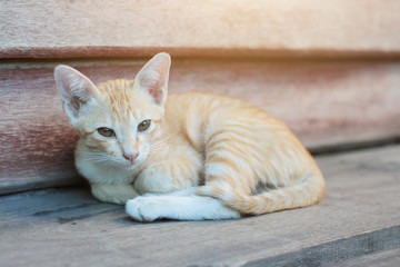 Kitten orange striped cat sleeping and relax on wooden terrace with natural sunlight