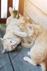 Mother Cat and Kitten orange striped cat sleeping and relax on wooden terrace with natural sunlight