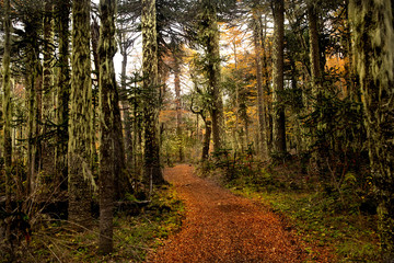 Obraz premium Sendero Lagos Andinos ubicado a pocos kilometros del paso internacional Mamuil Malal en el sur de Chile, el sendero recorre la laguna Perdida, laguna Del Plato y Huenfuica.
