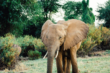 Elephant wildlife closeup shot from Africa.