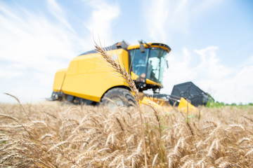 Obraz premium Close up of wheat with yellow combine in the background