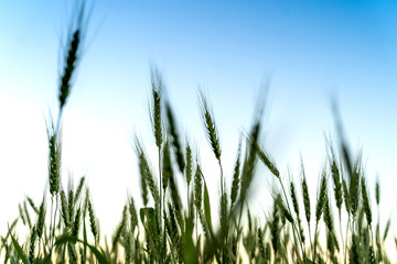 Wheat is an important source of carbohydrates Globally.  In Small part of the general population, gluten – the major part of wheat protein – can trigger coeliac disease, noncoeliac gluten sensitivity