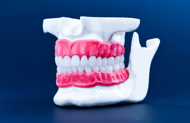 Human jaw with teeth and gums anatomy model