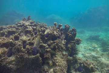 Obraz na płótnie Canvas Indian Ocean Corals