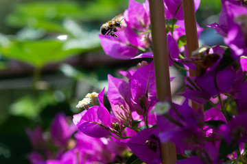 flying bee covered with pollen on a leaf of a Bougainvillae