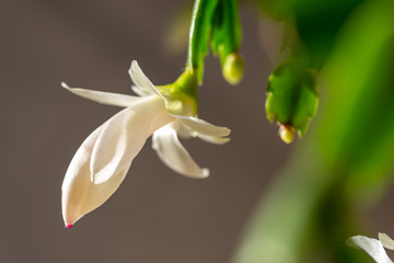 blooming christmas cactus with white blossoms and pink pistils