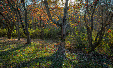 Fototapeta na wymiar Deciduous trees backlit by sun in early November in central Virginia, in the Ivy Creek Natural Area near Charlottesville.