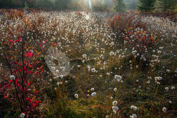 Dew-covered orb weaver spider web at sunrise in a high-altitude boreal bog in Blackwater State Park, West Virginia. 
