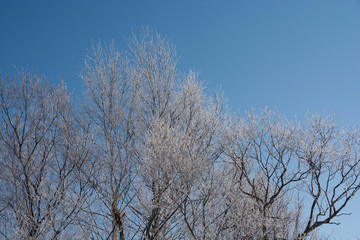 寒い朝の冬木立