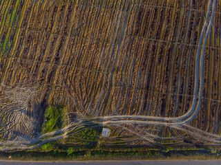Beautiful Aerial image of young green paddy field and small hut at Kota Belud, Sabah, Borneo