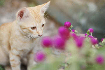 Naklejka na ściany i meble Cute Orange Kitten striped cat enjoy and relax with Globe Amaranth flowers in garden with natural sunlight
