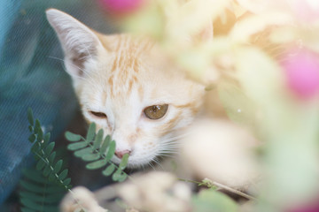 Cute Orange Kitten striped cat enjoy and relax with Globe Amaranth flowers in garden with natural sunlight