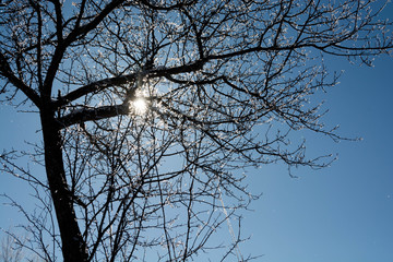 冬枯れの木に着いた霧氷と青空