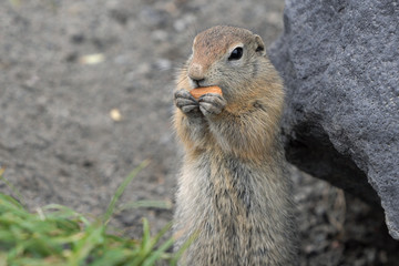 Expression Arctic ground squirrel eating cracker holding food in paws. Cute curious wild animal of genus of medium sized rodents of squirrel family. Eurasia. Eurasia, Russia, Kamchatka Peninsula.