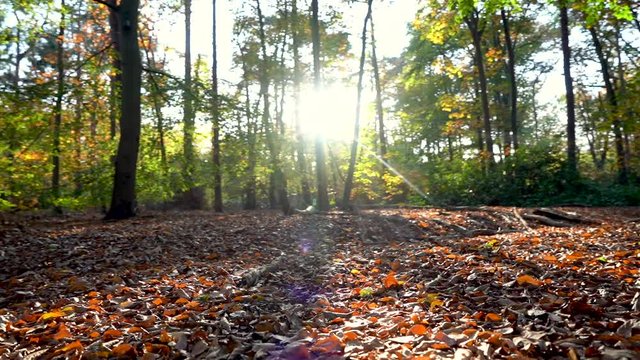 Forrest during Autumn sunset in Tilburg, The Netherlands.