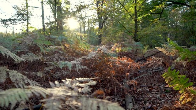 Ferns in a forrest during Autumn sunset in Tilburg, The Netherlands.