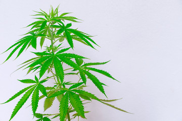 Fototapeta premium Cannabis commercial grow. It is a medicinal plant and is addictive.