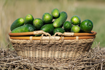 Green organic cucumbers in yellow wicker basket standing on hay. Freshness picked vegetables on agricultural farm. Rural still life in summer sunny day. Focus on foreground, beautiful background blur.