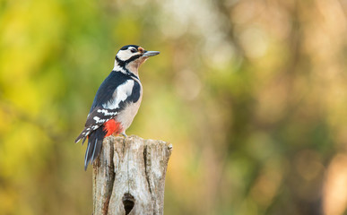 Beauty woodpecker on the wooden pole