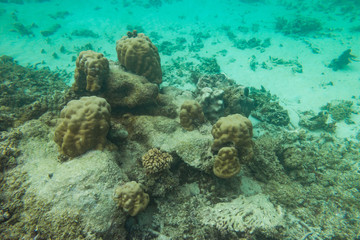 Obraz na płótnie Canvas Indian Ocean Corals