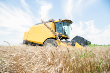 Fototapeta na wymiar Combine in field of wheat