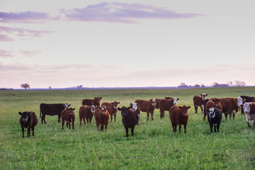 Steers fed on natural grass, Buenos Aires Province, Argentina