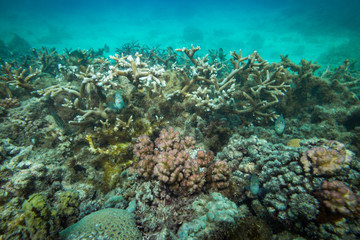 Indian Ocean Corals