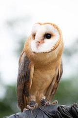 junge Schleiereule sitzend blickt zur Seite - ein Portrait