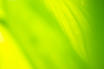 Close up leaves green color and blurred greenery background in nature.Green leaf fresh concept