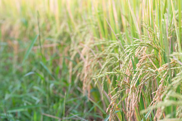 Close up yellow rice at field