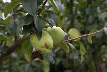 Young fruits of chinese quince, on the branch