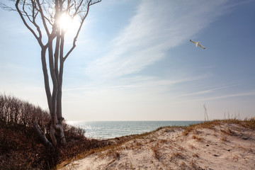 Knorrige Buche am Strand der Ostsee