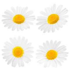 Chamomile or camomile flowers isolated on white background