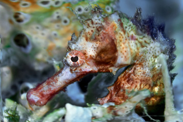 Thorny seahorse close up. Underwater photography, Philippines.