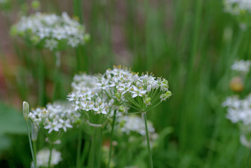 Chinese chives flowers and fruits, Allium tuberosum