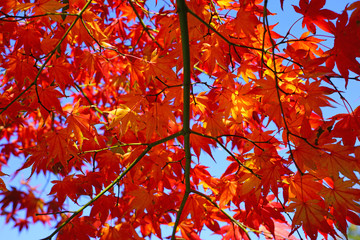 Red foliage of a Japanese Maple tree in the fall