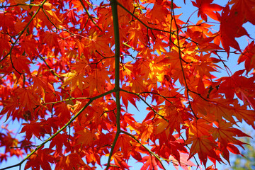 Red foliage of a Japanese Maple tree in the fall