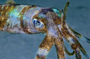 Underwater close-up photo of big fin reef squid. Philippines.