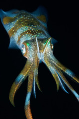 Underwater close-up photo of big fin reef squid. Philippines.