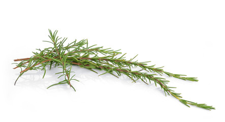 rosemary isolated on white background
