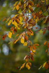 branch of tree with leaves