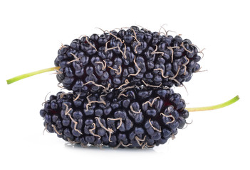 Mulberry on the white background