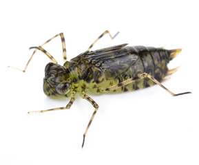 Dragonfly Larva  Isolated on White Background