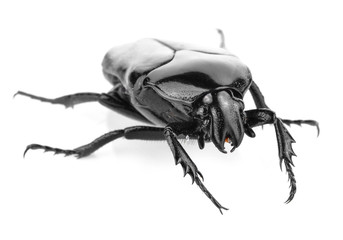 Black beetle isolated on white background